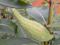 Asclepias syriaca 4, Zijdeplant, Saxifraga-Rutger Barendse