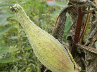 Asclepias syriaca 5, Zijdeplant, Saxifraga-Rutger Barendse