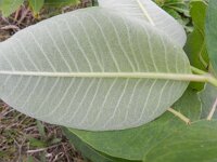 Asclepias syriaca 6, Zijdeplant, Saxifraga-Rutger Barendse