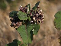 Asclepias syriaca 7, Zijdeplant, Saxifraga-Peter Meininger