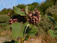 Asclepias syriaca 8, Zijdeplant, Saxifraga-Peter Meininger