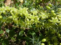 Asparagus acutifolius 1, Saxifraga-Jasenka Topic