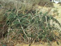 Asparagus albus 2, Saxifraga-Piet Zomerdijk