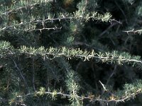 Asparagus albus 3, Saxifraga-Jan van der Straaten