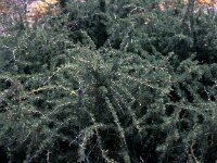 Asparagus albus 4, Saxifraga-Jan van der Straaten