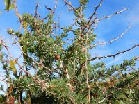 Asparagus albus 5, Saxifraga-Ed Stikvoort