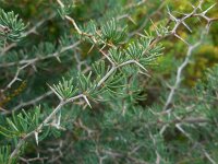 Asparagus albus 9, Saxifraga-Ed Stikvoort
