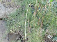 Asparagus arborescens 1, Saxifraga-Rutger Barendse