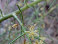 Asparagus horridus 1, Saxifraga-Ed Stikvoort