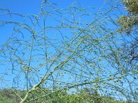 Asparagus officinalis 10, Asperge, Saxifraga-Ed Stikvoort