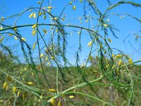 Asparagus officinalis 12, Asperge, Saxifraga-Ed Stikvoort