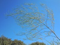 Asparagus officinalis 14, Asperge, Saxifraga-Ed Stikvoort