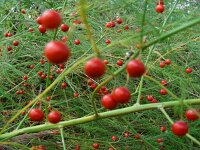 Asparagus officinalis 16, Asperge, Saxifraga-Ed Stikvoort