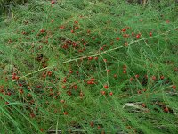 Asparagus officinalis 17, Asperge, Saxifraga-Ed Stikvoort