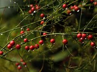Asparagus officinalis 2, Asperge, Saxifraga-Piet Munsterman