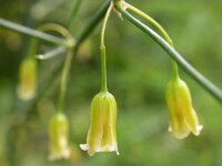 Asparagus officinalis 22, Asperge, Saxifraga-Ed Stikvoort