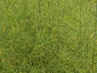 Asparagus officinalis 26, Asperge, Saxifraga-Ed Stikvoort