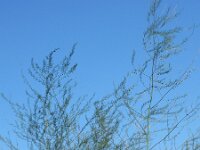 Asparagus officinalis 29, Asperge, Saxifraga-Ed Stikvoort