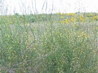 Asparagus officinalis 3, Asperge, Saxifraga-Jasenka Topic