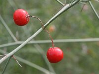 Asparagus officinalis 4, Asperge, Saxifraga-Rutger Barendse