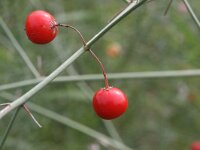 Asparagus officinalis 7, Asperge, Saxifraga-Rutger Barendse