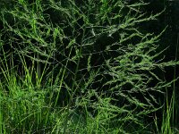 Asparagus officinalis 9, Asperge, Saxifraga-Ed Stikvoort