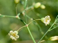 Asparagus officinalis ssp prostratus 32, Liggende asperge, Saxifraga-Sonja Bouwman  893. Liggende asperge - Asparagus officinalis ssp. prostratus - Asparagaceae familie (i)
