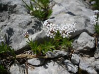 Asperula hercegovina 2, Saxifraga-Jasenka Topic