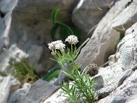 Asperula hercegovina 3, Saxifraga-Jasenka Topic