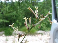 Asperula longiflora 1, Saxifraga-Jasenka Topic