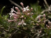 Asperula taygetea 2, Saxifraga-Jan van der Straaten