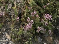 Asperula taygetea 4, Saxifraga-Willem van Kruijsbergen