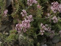 Asperula taygetea 5, Saxifraga-Willem van Kruijsbergen