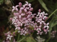 Asperula taygetea 6, Saxifraga-Willem van Kruijsbergen