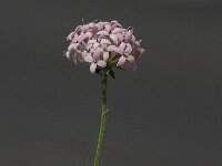 Asperula taygetea 7, Saxifraga-Willem van Kruijsbergen