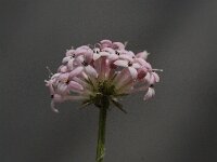 Asperula taygetea 8, Saxifraga-Willem van Kruijsbergen