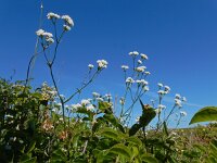 Asperula tinctoria 6, Saxifraga-Ed Stikvoort