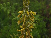 Asphodeline  lutea 33, Saxifraga-Harry Jans
