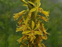 Asphodeline  lutea 34, Saxifraga-Harry Jans