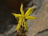 Asphodeline lutea 10, Saxifraga-Jan van der Straaten