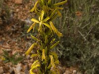 Asphodeline lutea 11, Saxifraga-Willem van Kruijsbergen