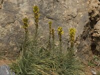 Asphodeline lutea 13, Saxifraga-Willem van Kruijsbergen