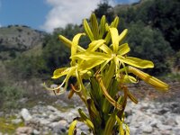 Asphodeline lutea 14, Saxifraga-Ed Stikvoort