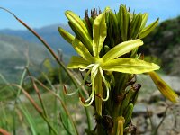 Asphodeline lutea 15, Saxifraga-Ed Stikvoort