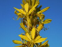 Asphodeline lutea 16, Saxifraga-Ed Stikvoort