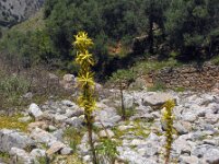 Asphodeline lutea 19, Saxifraga-Ed Stikvoort