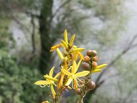 Asphodeline lutea 2, Saxifraga-Dirk Hilbers
