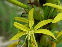 Asphodeline lutea 20, Saxifraga-Ed Stikvoort