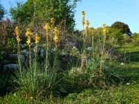 Asphodeline lutea 21, Saxifraga-Ed Stikvoort