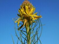 Asphodeline lutea 22, Saxifraga-Ed Stikvoort